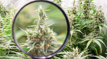 Delta 9 THC Plant Magnified Up Close