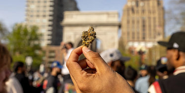 Delta 8 THC flower being held up