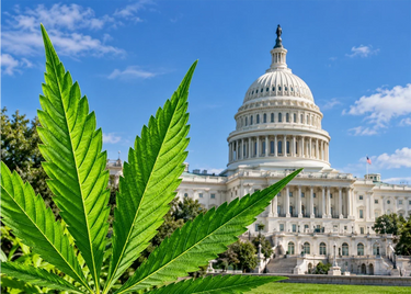 the united states capitol building with a hemp leaf