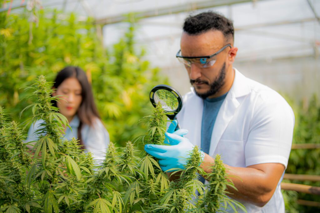 Man in lab coat and safety glasses looking at a hemp plant with a magnifying glass