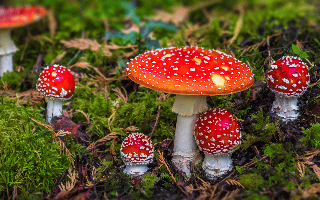 wild amanita mushrooms