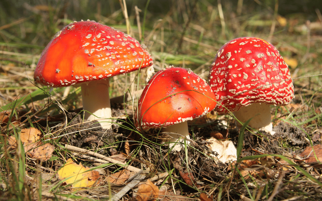 three amanita mushrooms