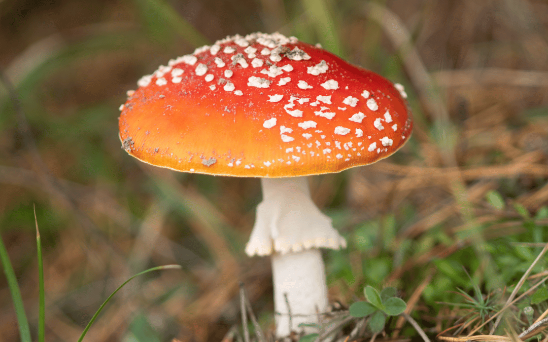 amanita mushroom cap and stem