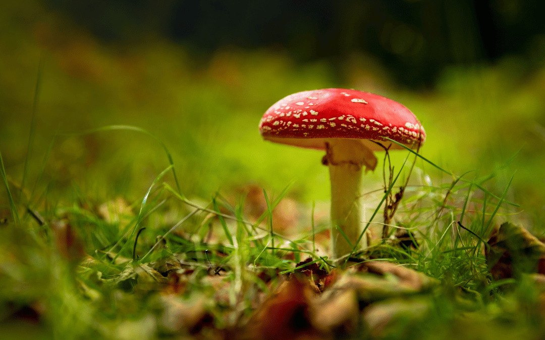 amanita mushroom in the grass
