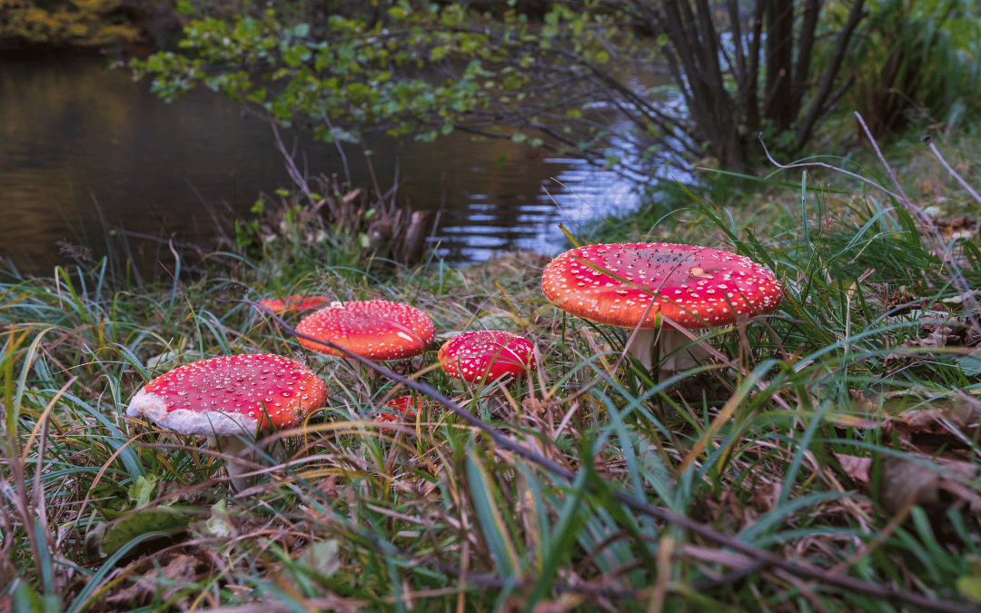 amanitas by the river