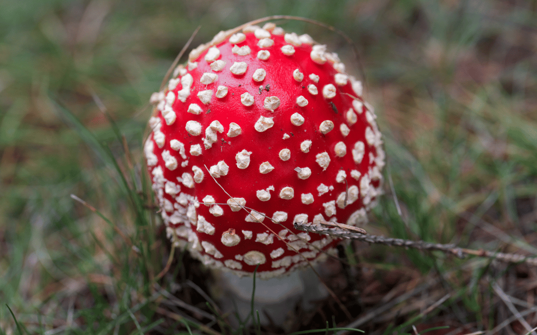 closeup of amanita mushroom cap