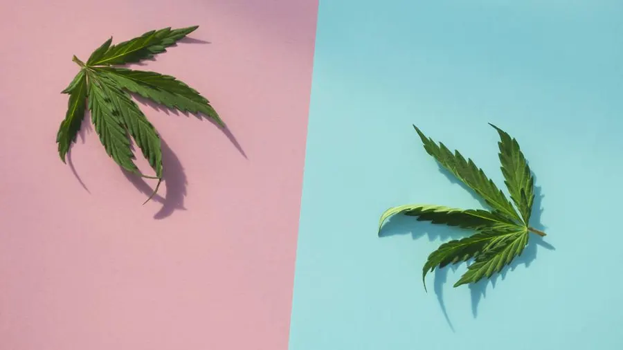 THC-O vs THC-P cannabinoid leaves