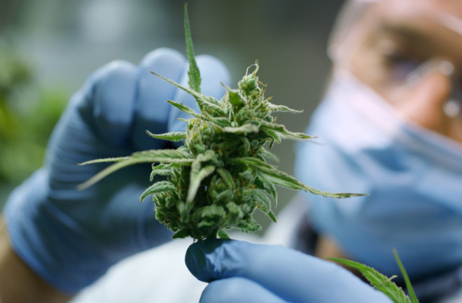 Scientist holding cannabis plant