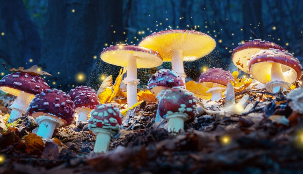 Amanita muscaria mushrooms glowing in the forest