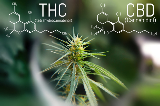 Combining CBD and THC: The Entourage Effect
