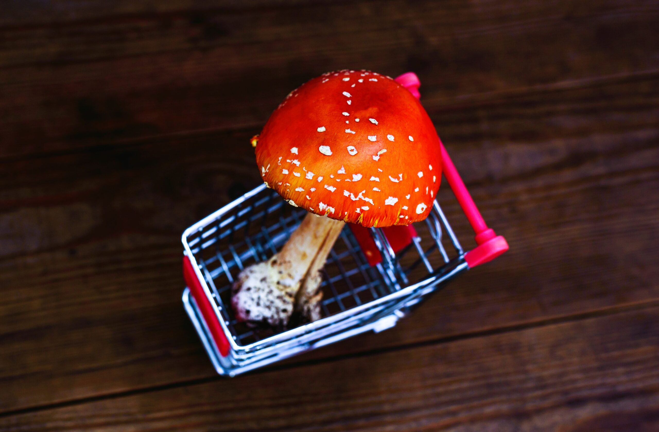 Red Amanita Muscaria mushroom inside of a mini shopping cart