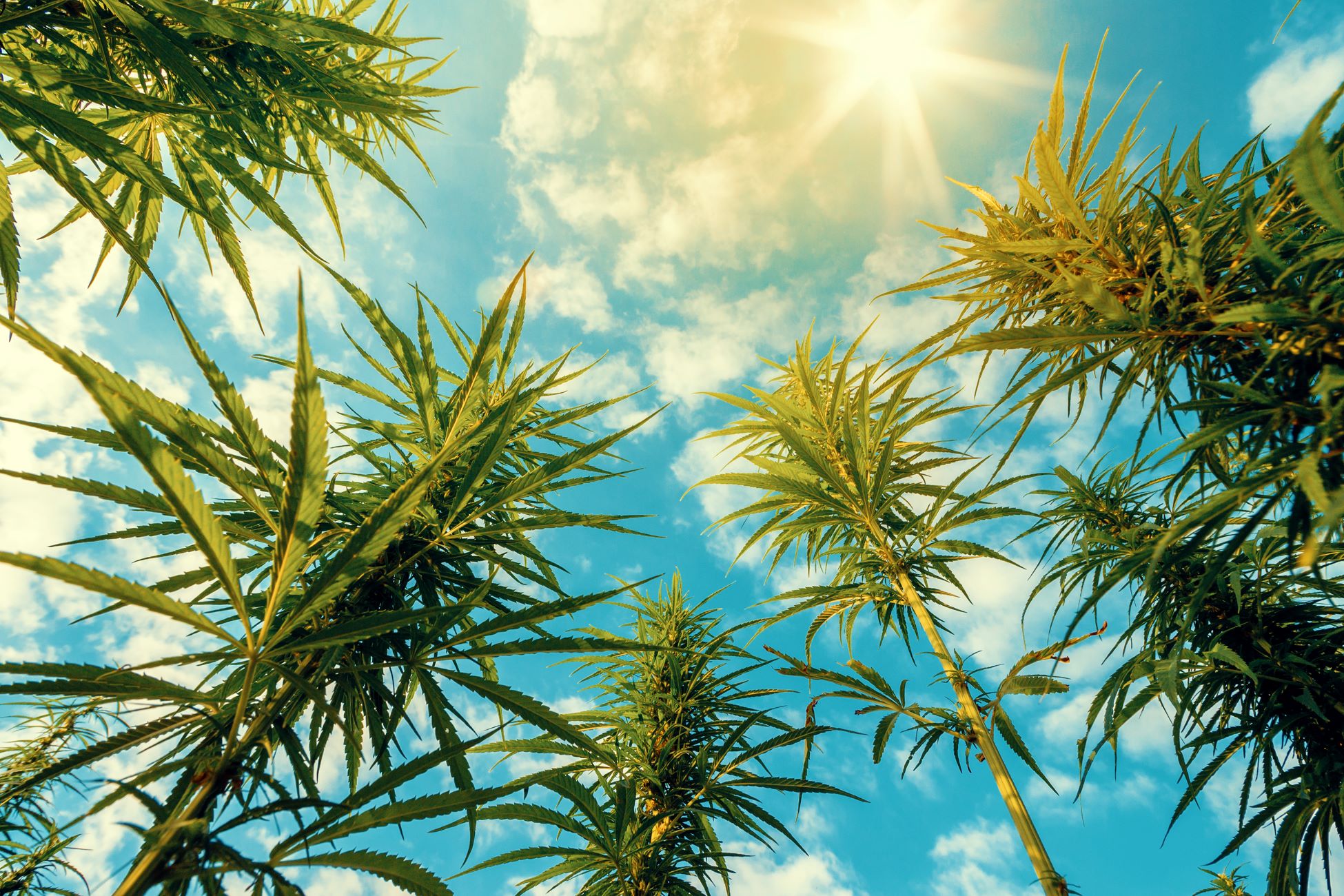 Viewing cannabis plants from below looking up into a bright sky