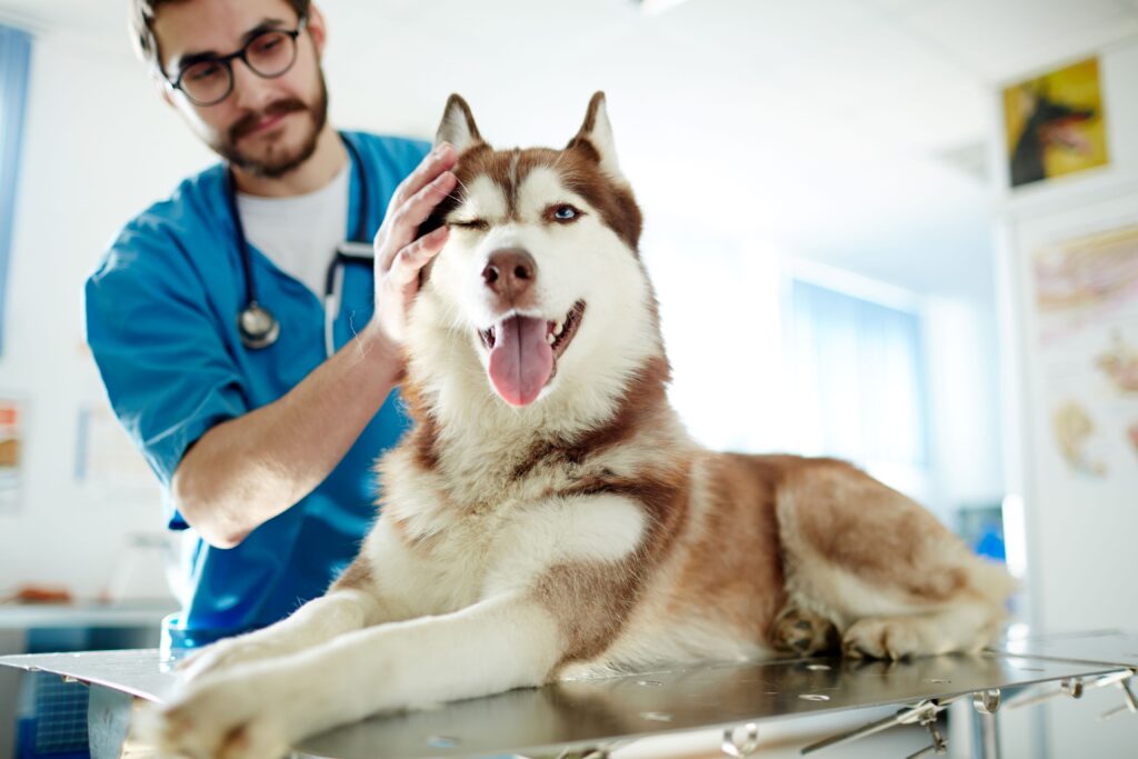 A Husky breed dog being checked out by a veterinarian