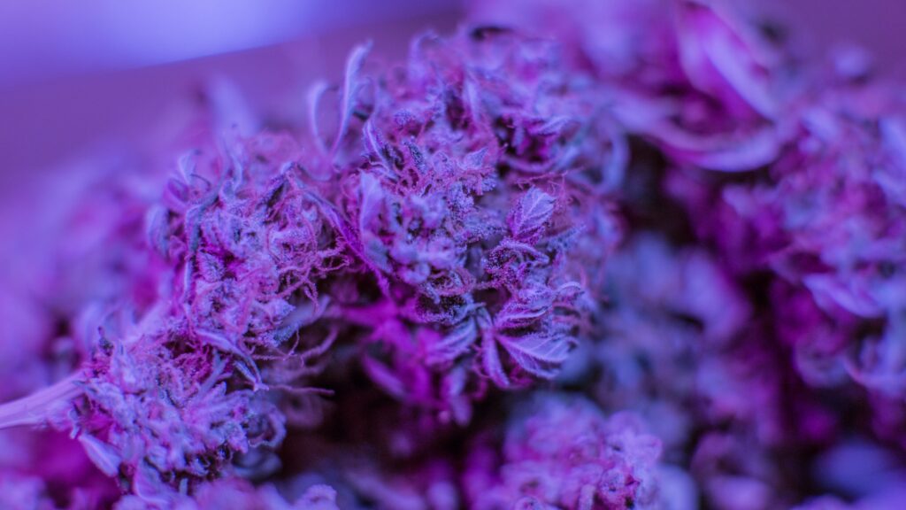 THCA flower up close under purple lighting