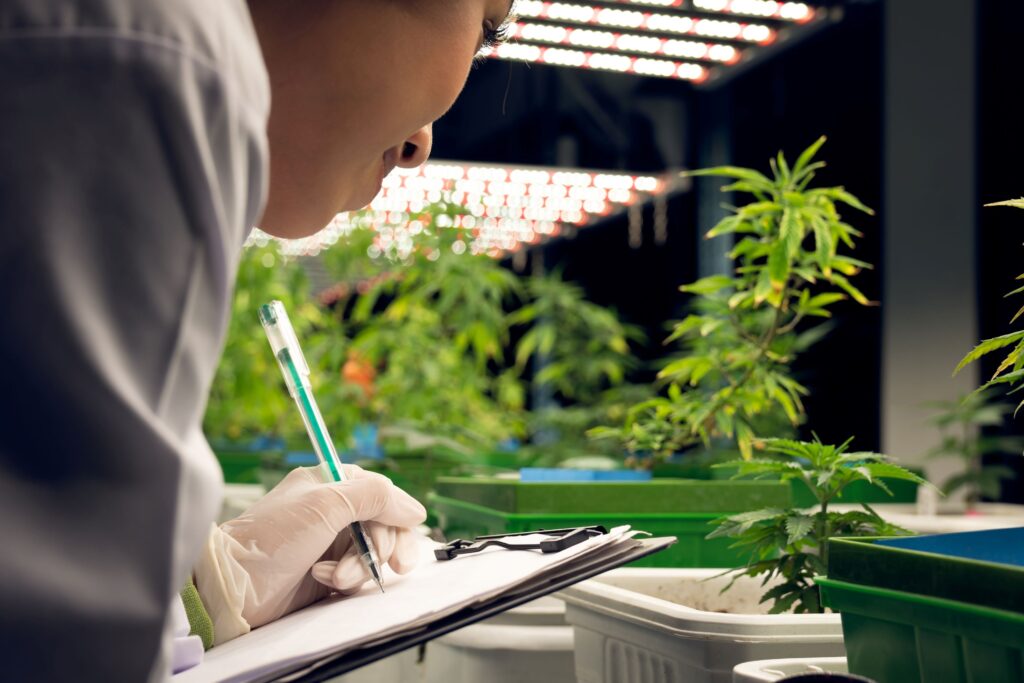 Scientist taking notes while closely observing a cannabis plant