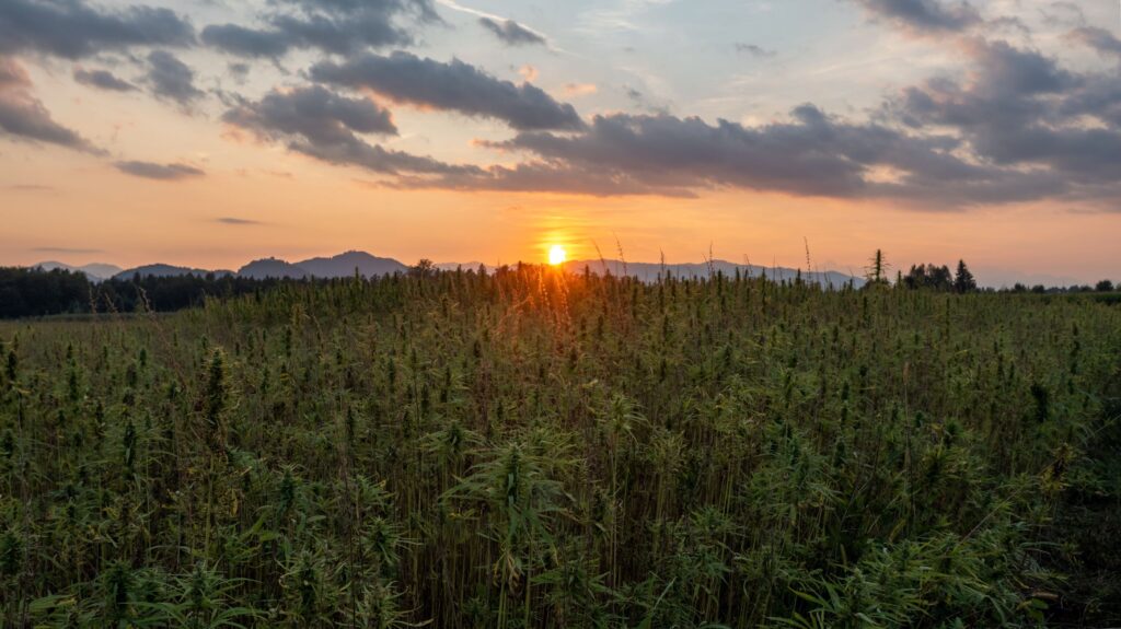 A field of cannabis plants under the sunset