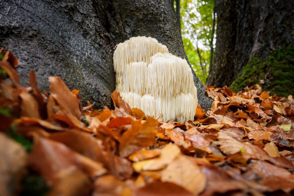Lions Mane mushrooms growing on a tree in nature