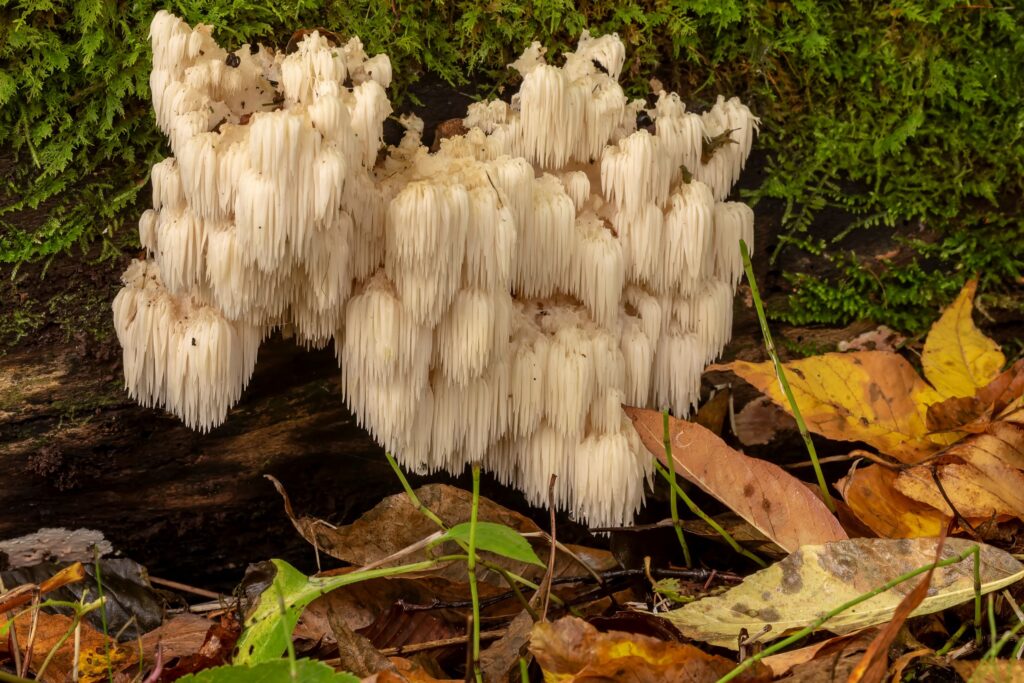 Lion's Mane mushrooms growing in nature