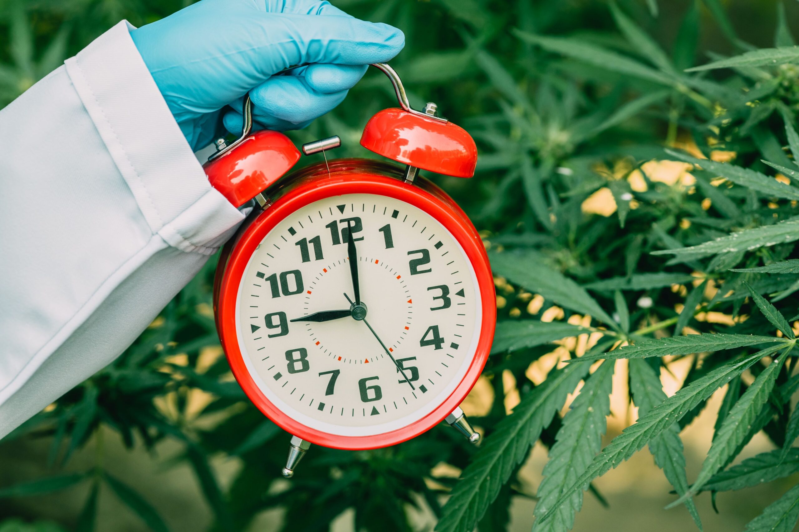 A hand in sterile gloves holding an analog alarm clock next to cannabis plants