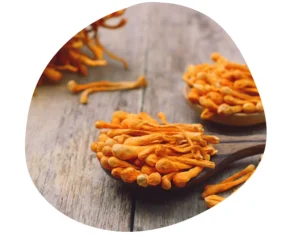 Cordyceps mushroom