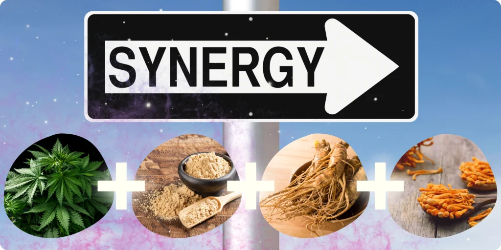 A road sign that says Synergy with THC, maca, ginseng, and cordyceps 